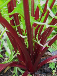 Chicory Red