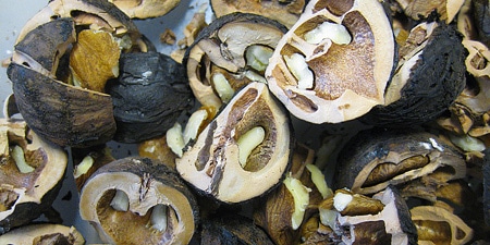 How do you harvest walnuts?
