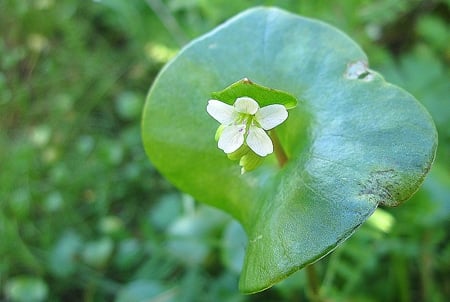 flowering miners lettuce