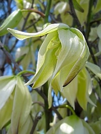 yucca flower yucca flower