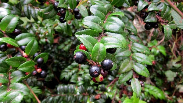 three huckleberries 600px evergreen huckleberries