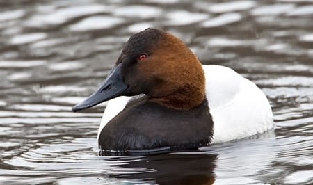 Drake canvasback duck