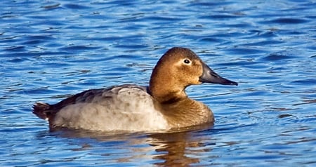 Hen canvasback duck