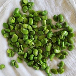 Fresh fava beans, ready to eat