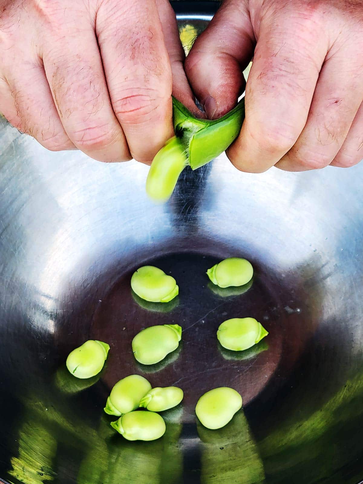 Popping fava beans from the pod