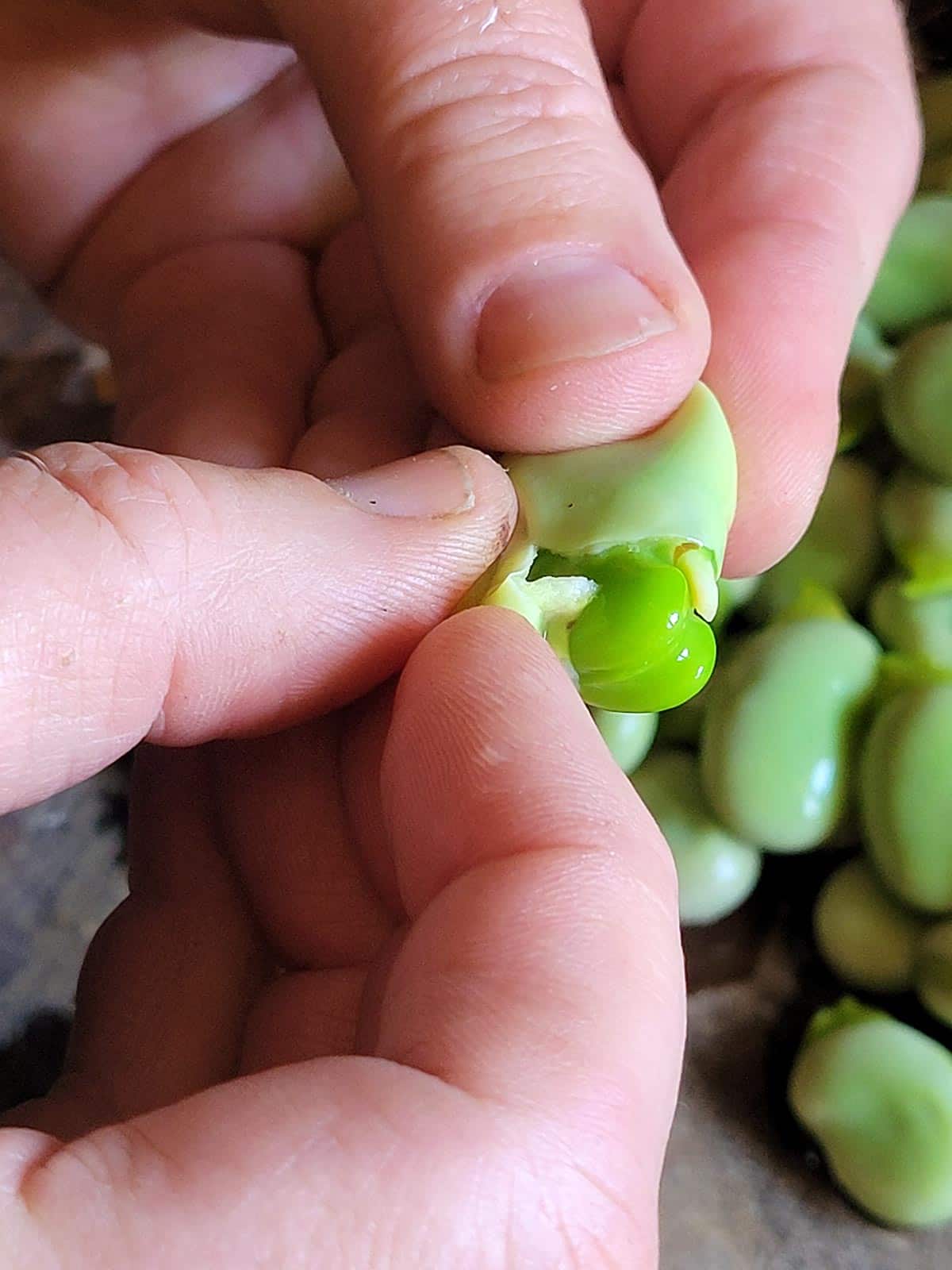 Removing the inner shell of fava beans