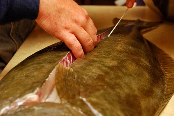 Hank Shaw filleting a halibut. 