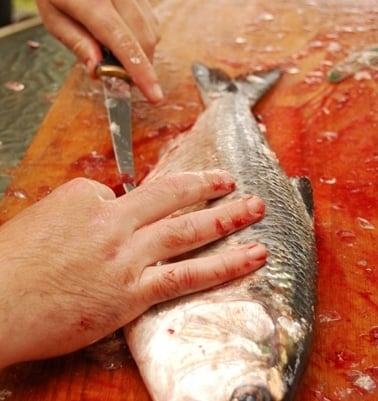 Gutting and scaling a shad.