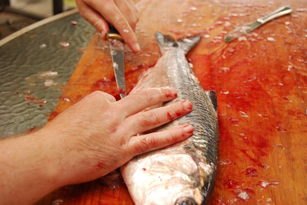 Gutting and scaling a shad. 