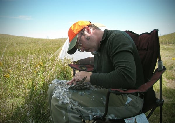 Hank Shaw plucking a grouse. 