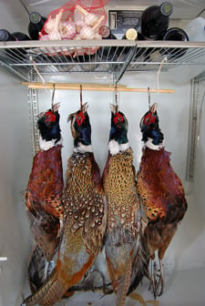 Four pheasants hanging in a fridge to age