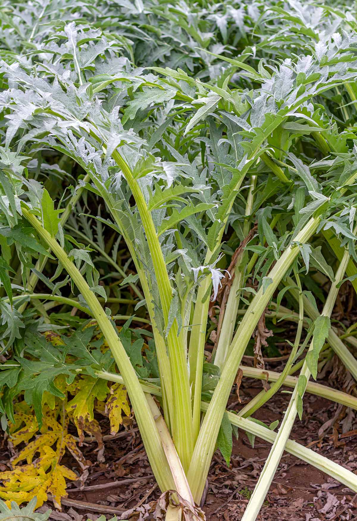 Cardoons growing in a garden