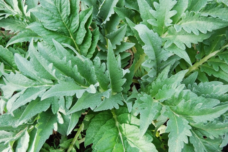 Cardoon plant growing in the garden