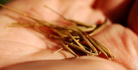 salsify seeds