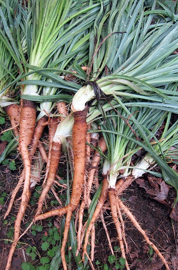 Wild salsify roots