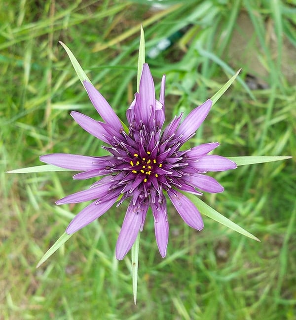 Wild salsify flower
