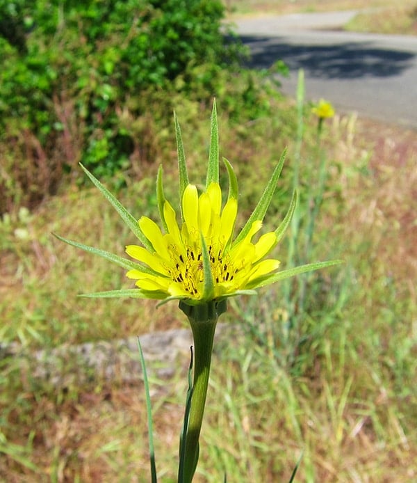 yellow wild salsify flower