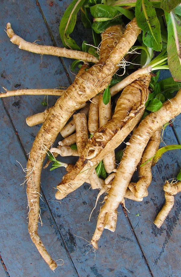 chicory roots fresh from the garden 