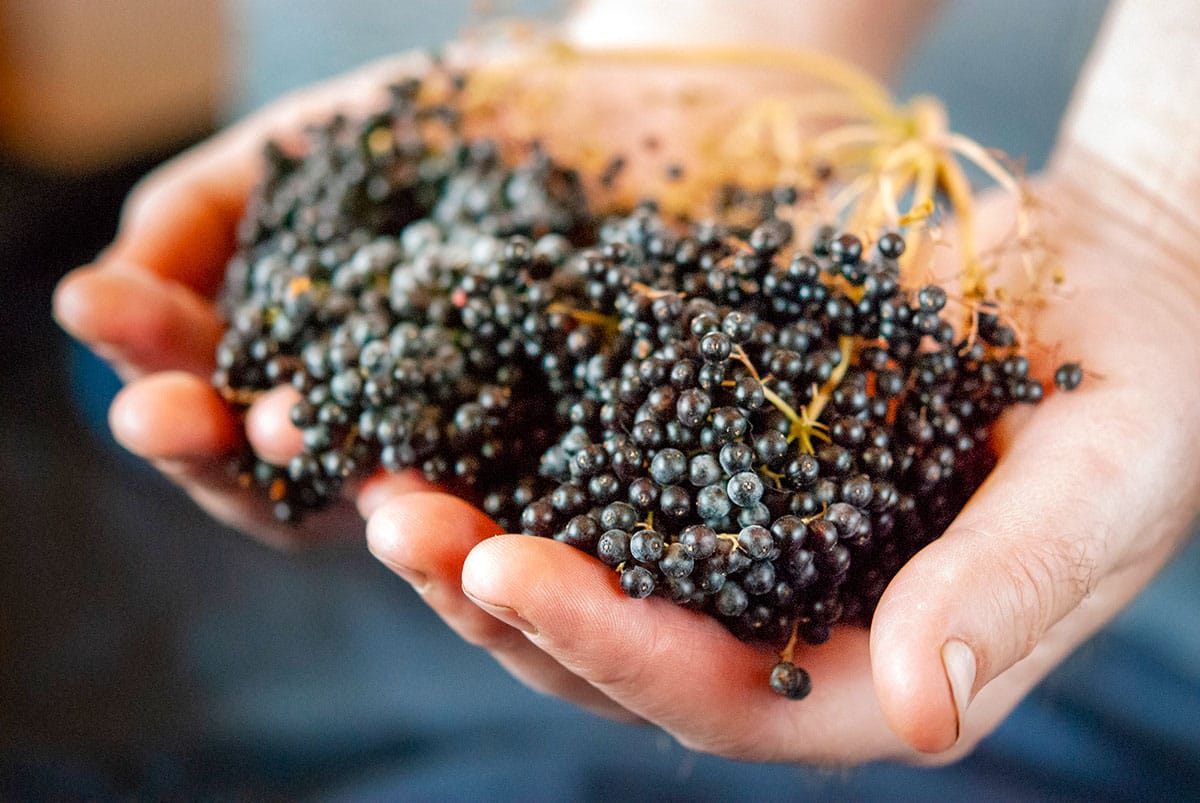 Slightly unripe elderberries in my hands. 