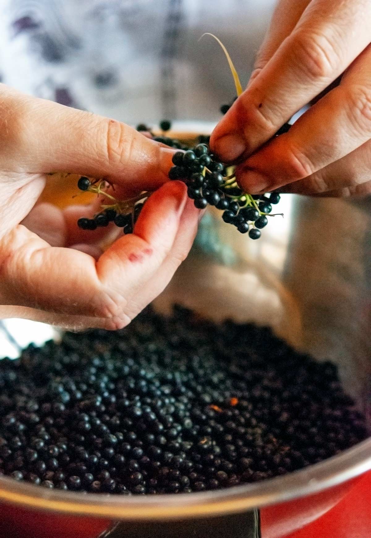 Picking elderberries off the stems. 