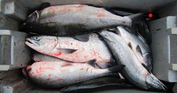 Salmone rosa in un bidone