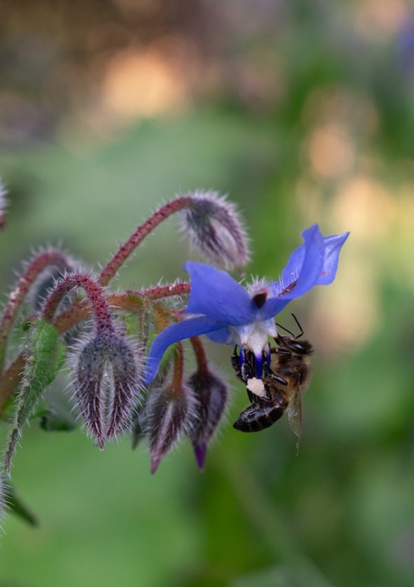 borage plant flower with a bee