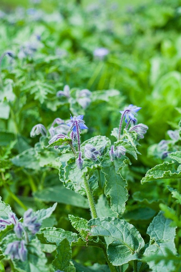 A close up of borage flowers