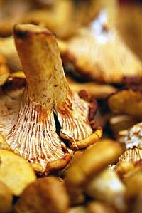 A close up of a chanterelle mushroom