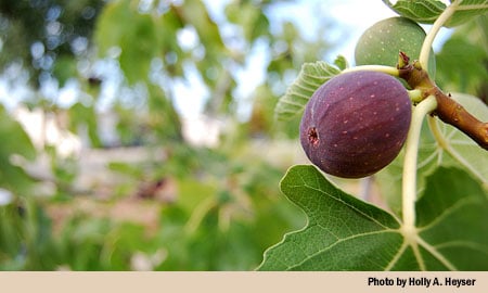 fig on tree