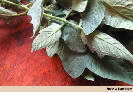 tomato leaves