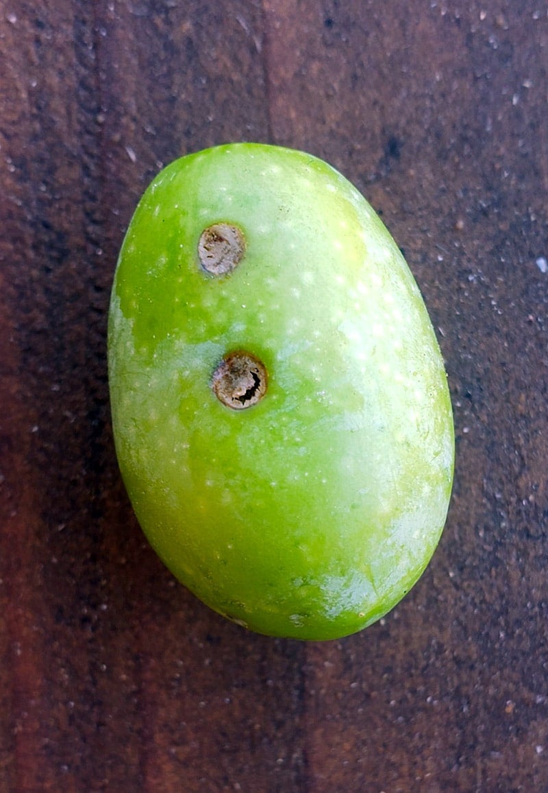 An olive infected with an olive fly larva