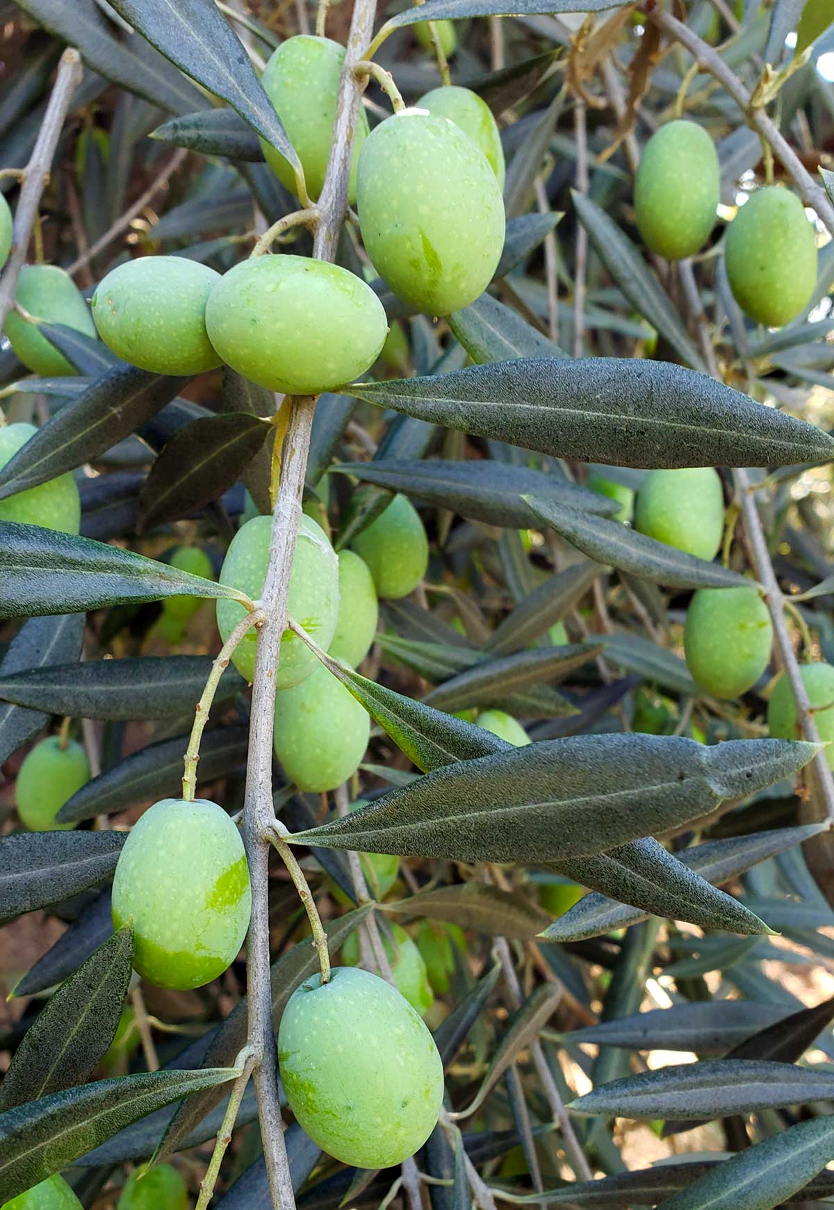 Green olives on the tree