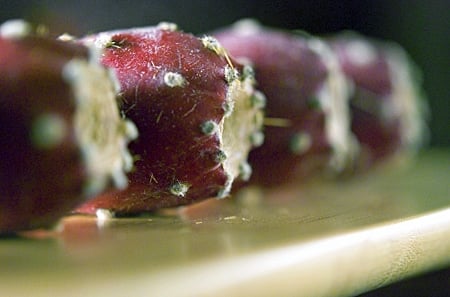 Close up of prickly pears