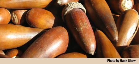 California Valley Oak acorns