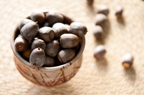 red oak acorns in a bowl