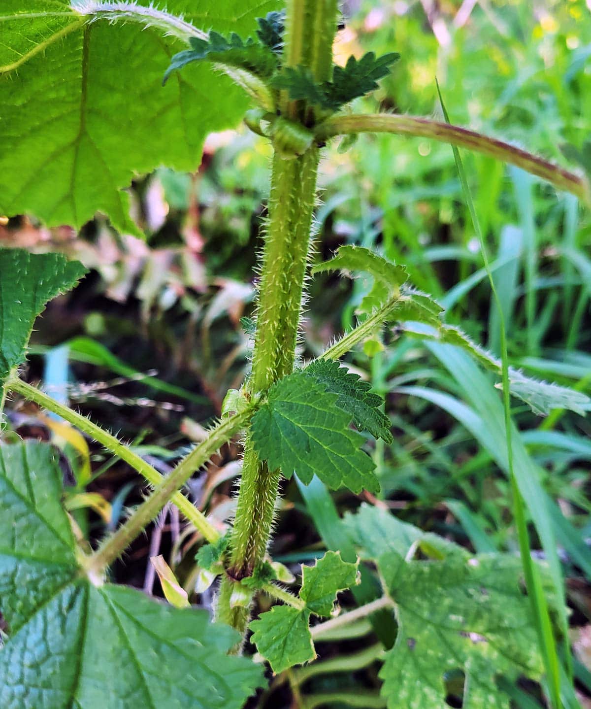 Stinging hairs on nettles