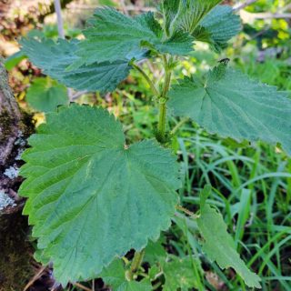 Stinging nettles growing in Northern California