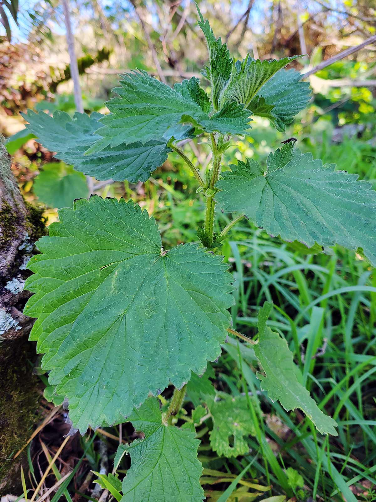Stinging nettles growing in Northern California