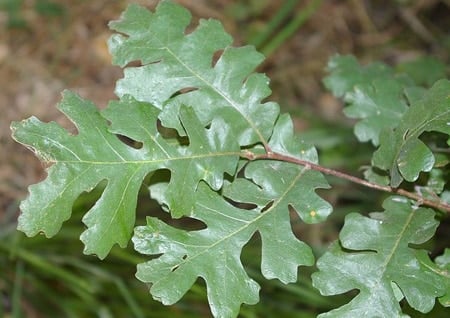 A close up of a oak leaves