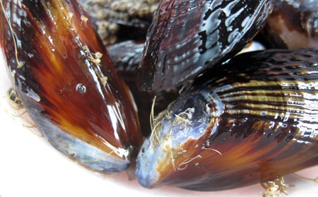 Pacific Mussels