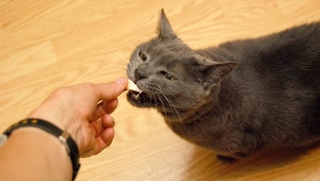 Paka the Cat eating pheasant