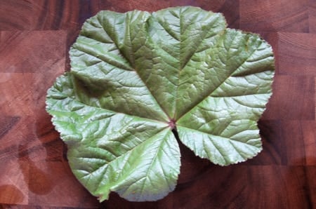 A close up of a mallow leaf