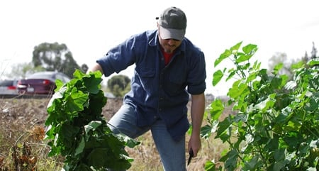 Picking mallow leaves