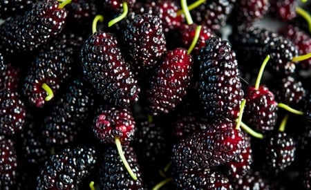 Lots of ripe mulberries