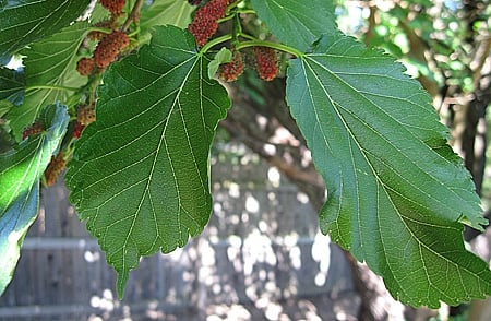 Unripe mulberries on the tree