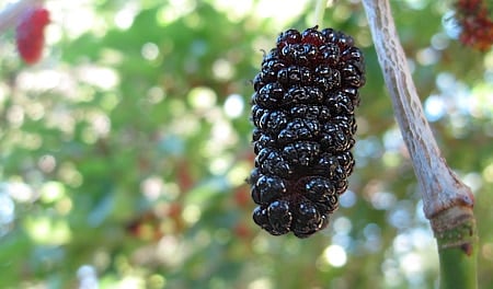 A ripe mulberry 