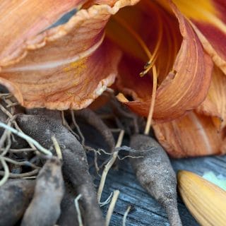 Edible parts of the daylily