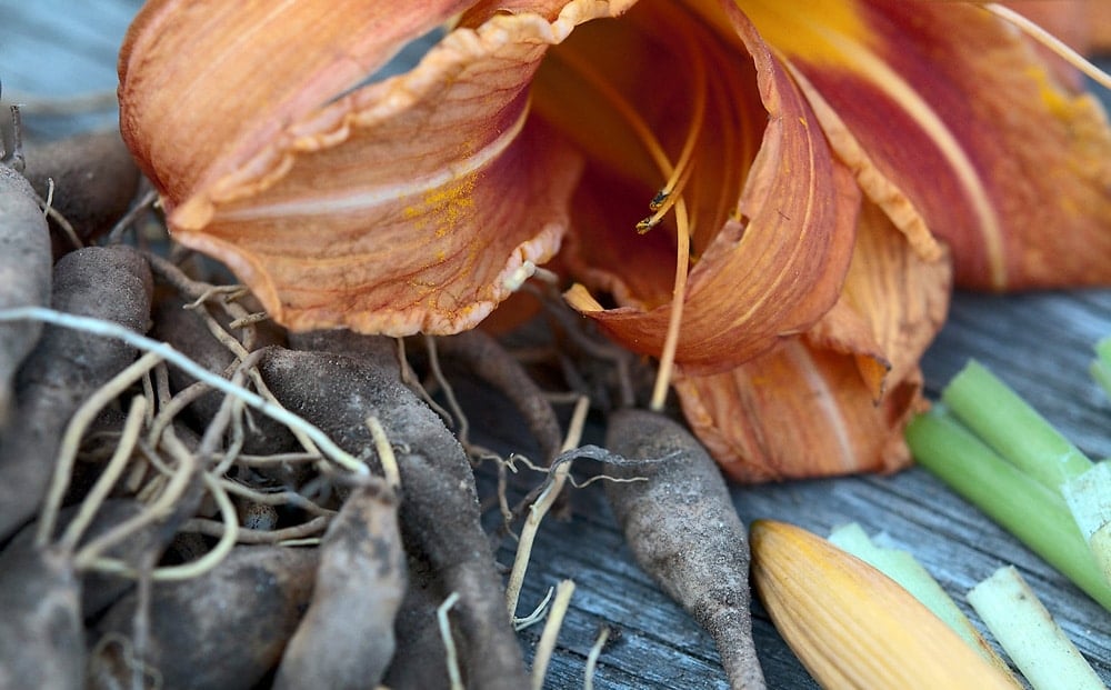 Edible parts of the daylily