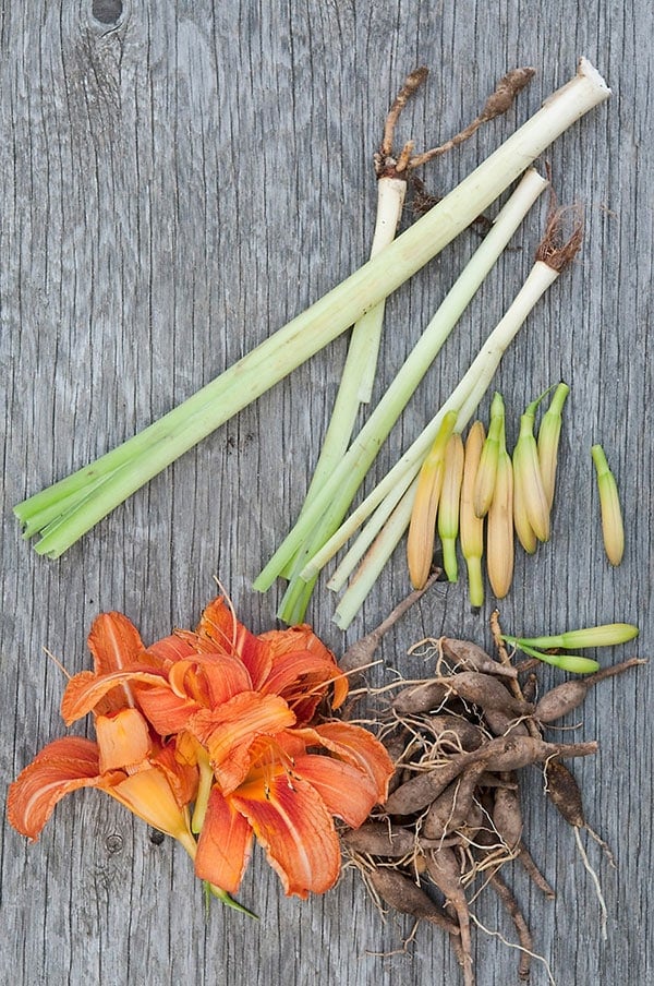 Lily and Daylilies