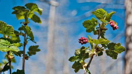 red currants on the bush